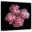 Œillets roses Harnek-109204603