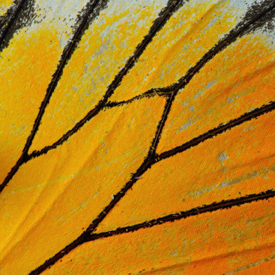Butterfly Wing - Wrapped Canvas Print