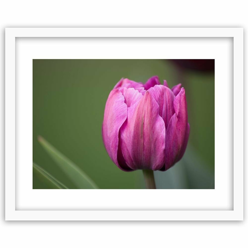 Gerahmter Fotodruck Lila Tulpe