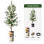 68 plantes-95099216