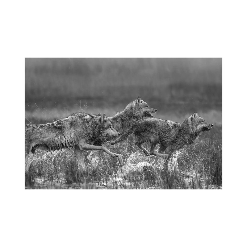 Gray Wolf Trio Running Through Water, North America by Tim Fitzharris - No Frame Gallery-Wrapped Canvas Giclée on Canvas