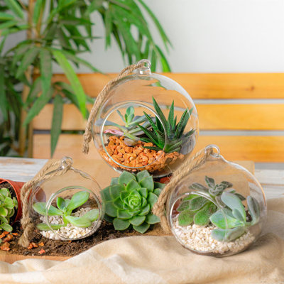 Nicola Spring - Hanging Glass Terrariums - Clear