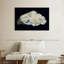 Pearl In Shell-108888870