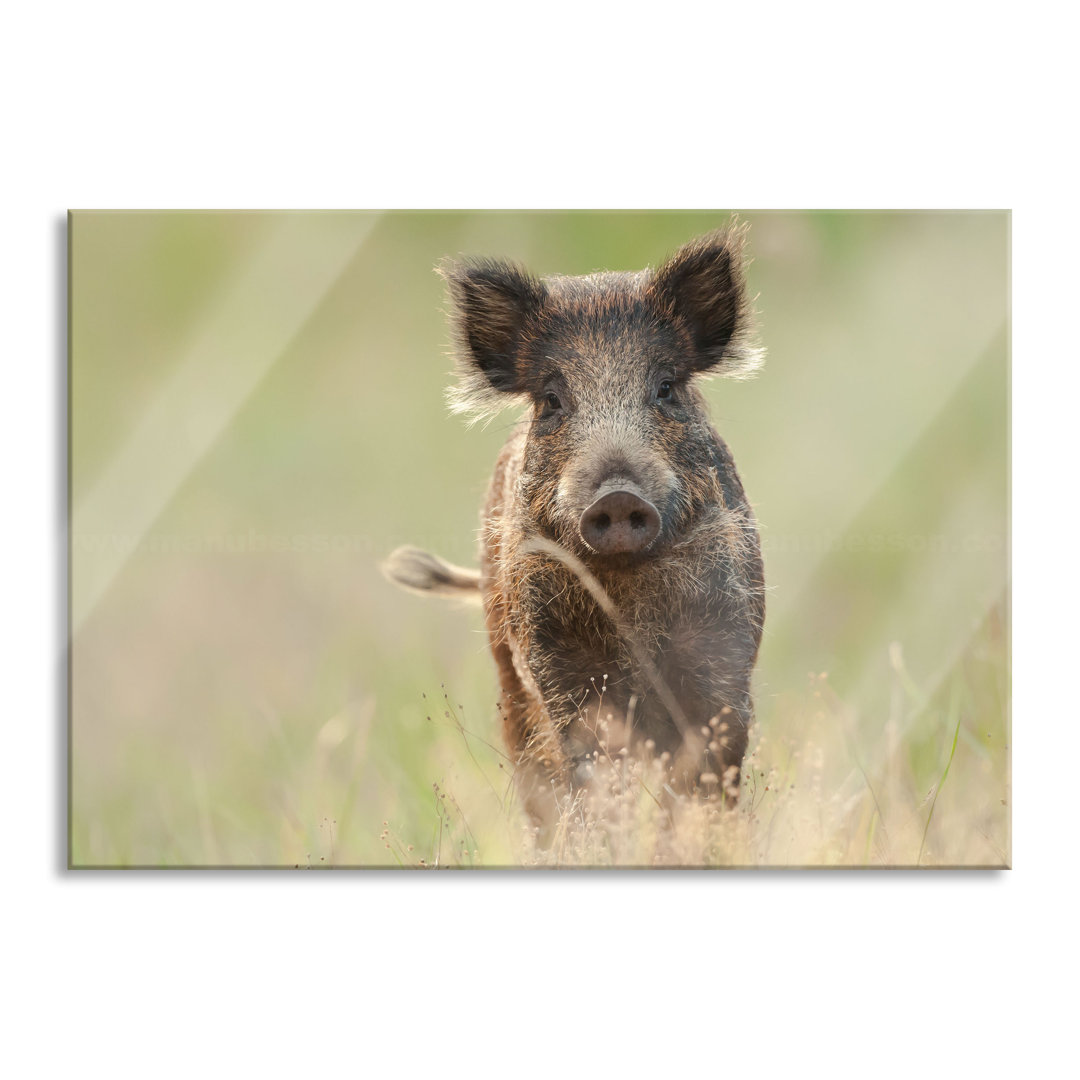 Glasbild Neugieriges Wildschwein auf einem Feld