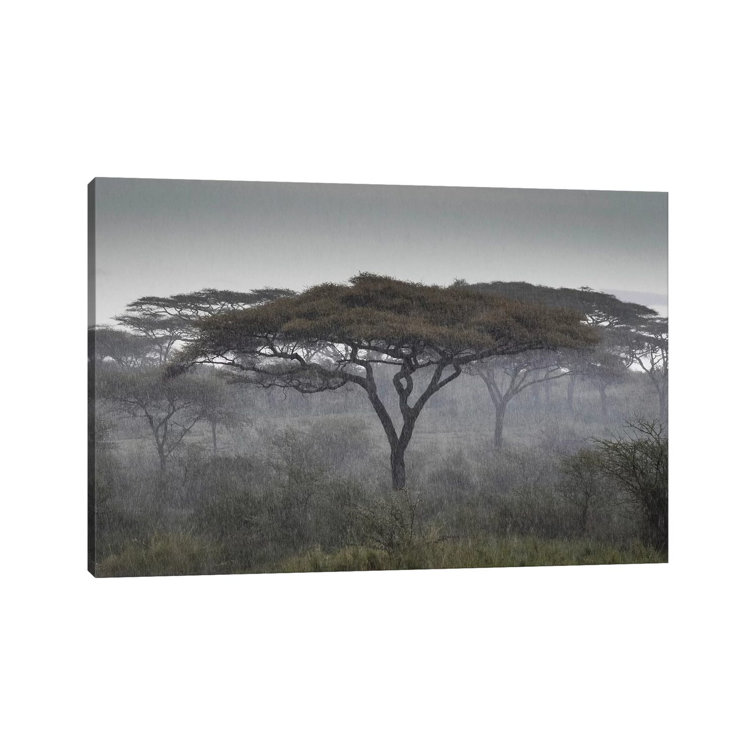 Africa, Tanzania, Ngorongoro Conservation Area. Rain And Trees On Savannah. by Jaynes Gallery - Wrapped Canvas Painting