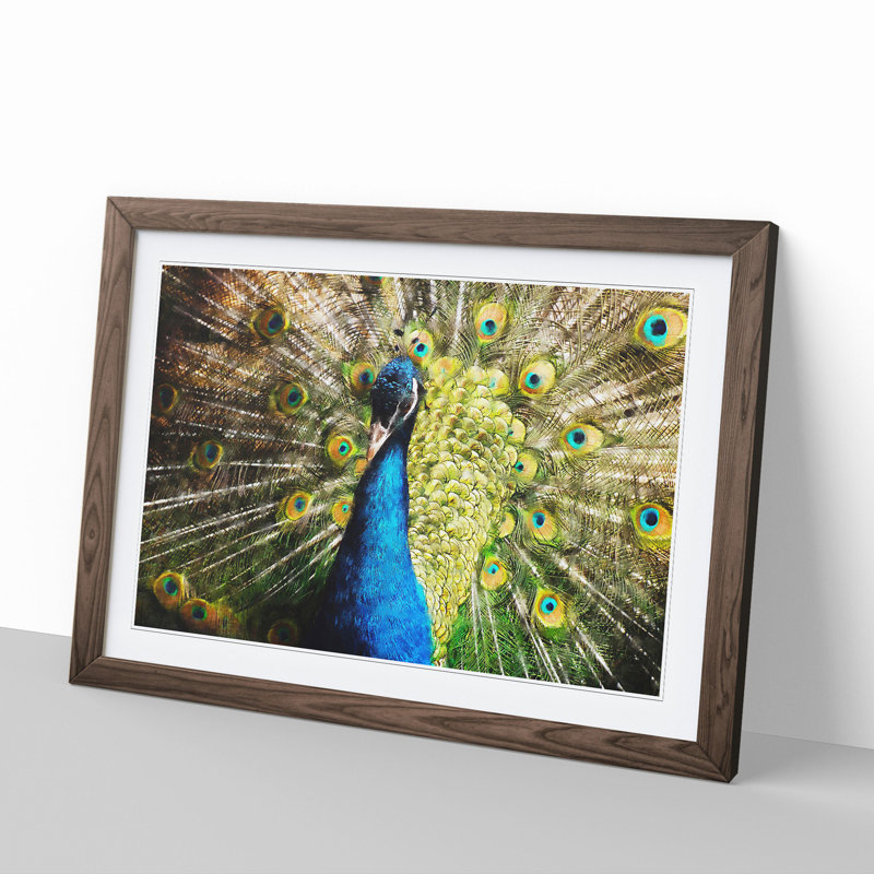 Peacock Vol.2 - Framed Print, 36cm H x 48cm W x 2cm D, Walnut Framed