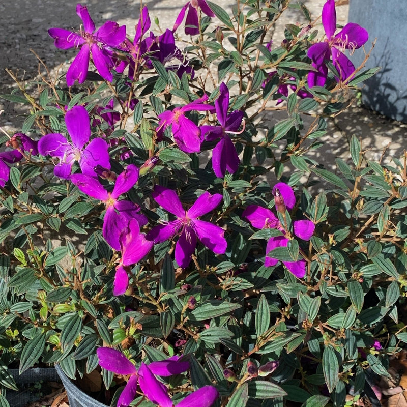OnlinePlantCenter Live Flowering Plant