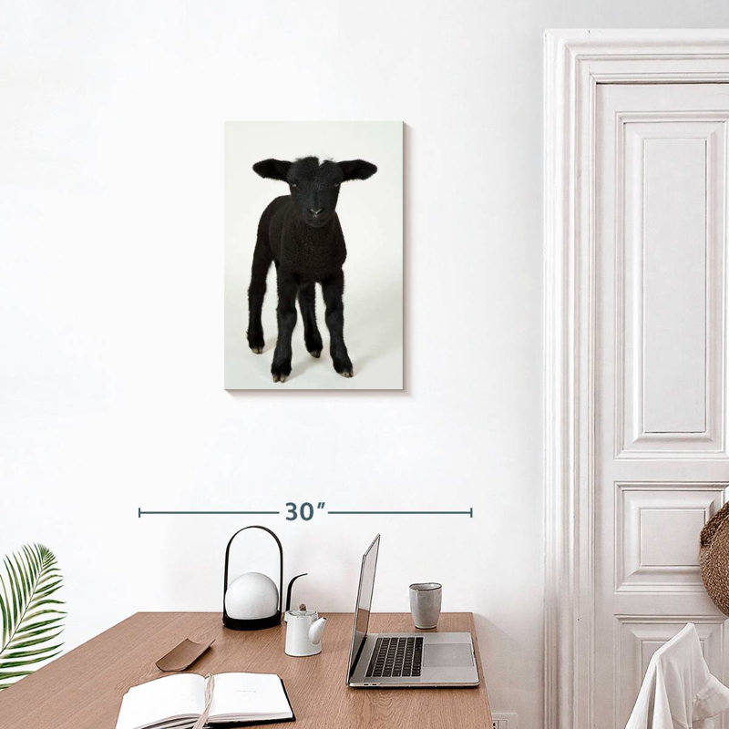 Mouton noir, H 24 po x l 16 po