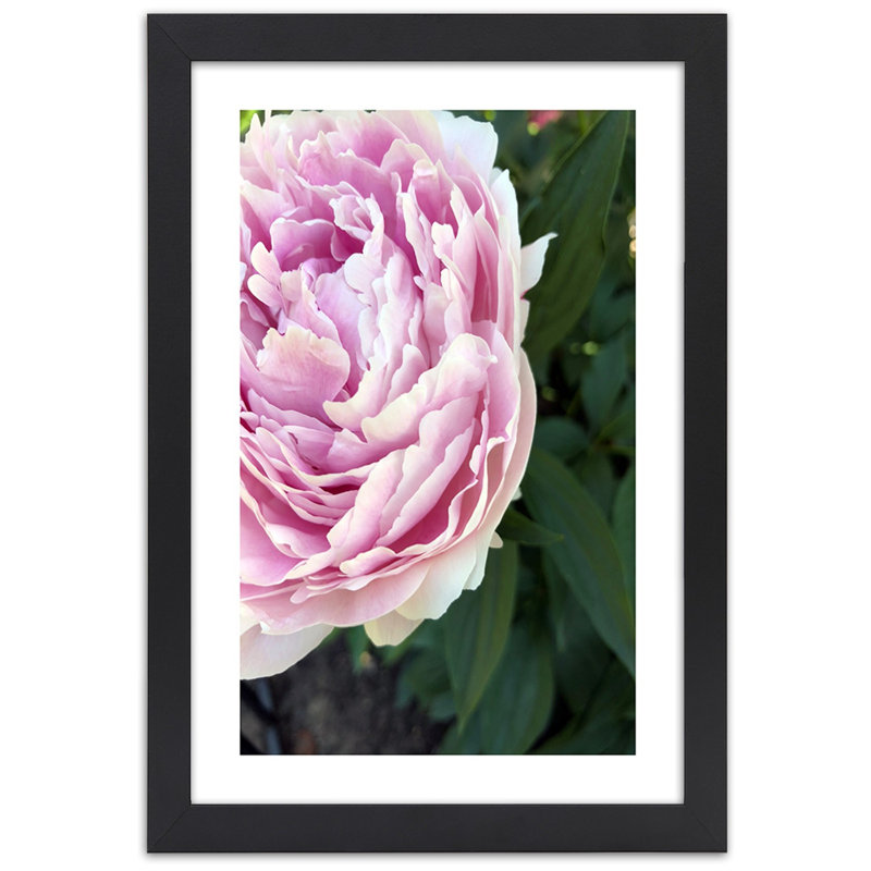 Peony Flower Plant - Single Picture Frame Print, 90cm H x 60cm W, Black