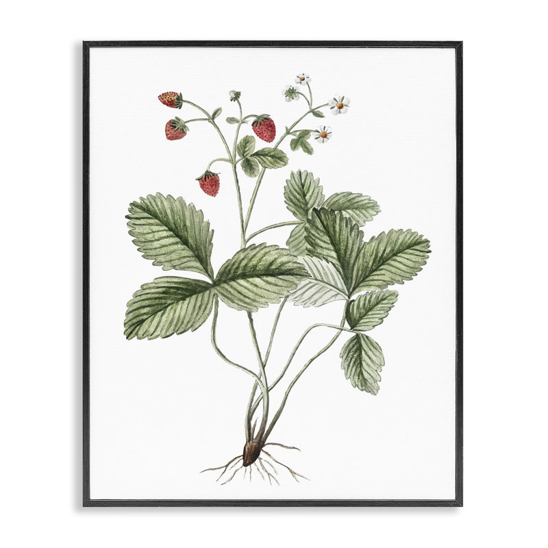 Étude de fraises en herbe par lettrage et doublure, Giclée encadrée noir minuit, H 30 po x l 24 po