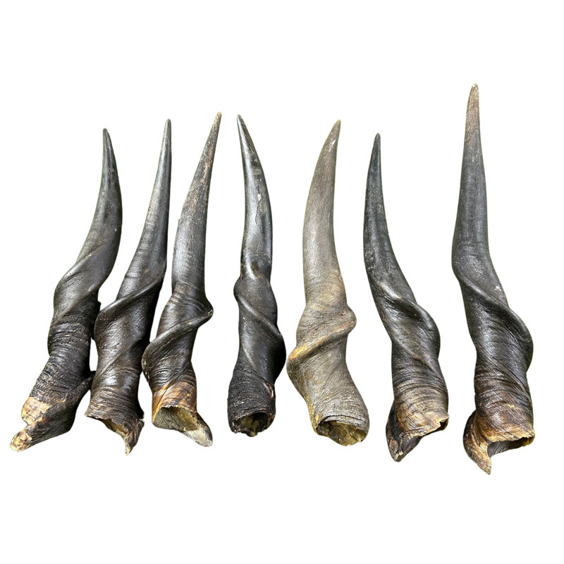 Dabriel Real Eland Horn