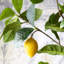 Faux Lemon Tree in Pot
