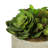8'' Faux Succulent Plant