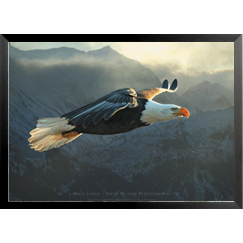 «Beautiful Flying Bald Eagle» par Steve Bloom - reproduction de photo sur papier encadrée