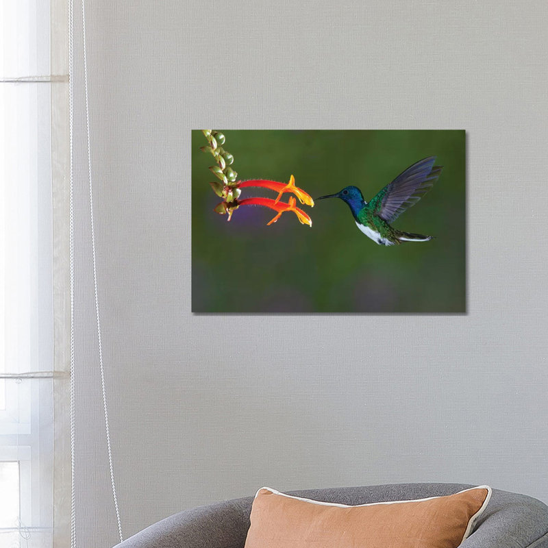 Costa Rica. White-necked Jacobin Hummingbird. by Jaynes Gallery - Wrapped Canvas Print, 66.04 cm H x 45.72 cm W x 1.91 cm D