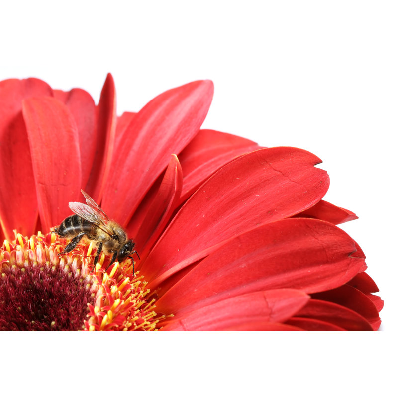 Honeybee And Red Gerbera by Arlindo71 - Wrapped Canvas Print, 20cm H x 30cm W