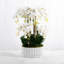 Orchid Floral Arrangements in Planter