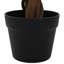 Plant-1436853008