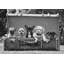 3AP6150 Puppies (detail) by Pangea Images - Wrapped Canvas Art Prints-1337201347