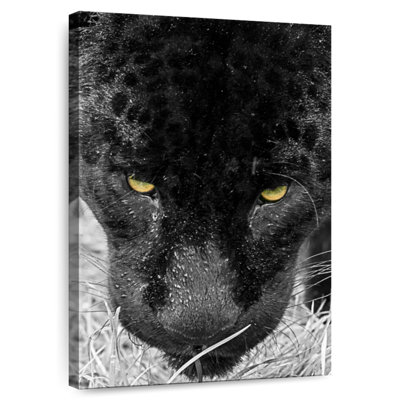 Visage de panthère noire Brampt