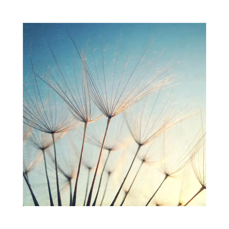 Make A Wish by Lupen Grainne - Wrapped Canvas Print, 30.48 cm H x 30.48 cm W