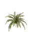 Plante de boston douille