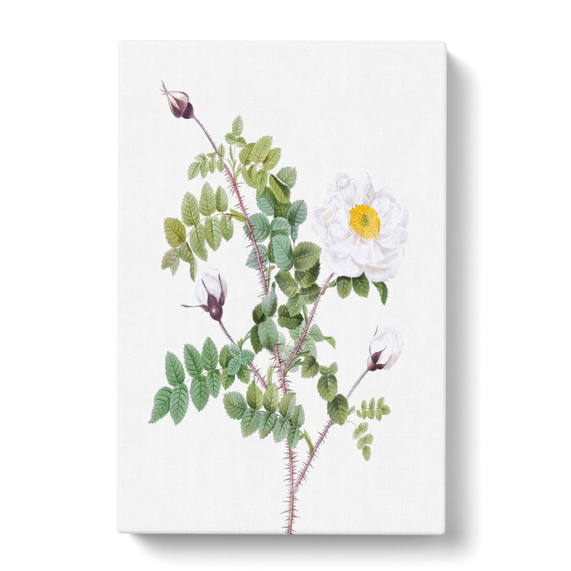 White Burnet Roses by Pierre-Joseph Redoute - Wrapped Canvas Print, 50cm H x 35cm W x 3cm D