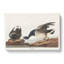 Brant Geese by John Audubon - Wrapped Canvas Painting-55361844