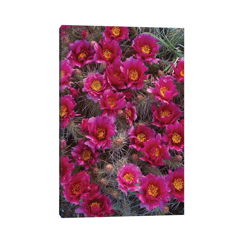 Grizzly Bear Cactus In Bloom, North America by Tim Fitzharris - Wrapped Canvas Print, 20.32 cm H x 30.48 cm W