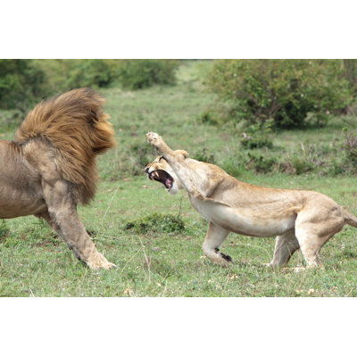 " Lions Fighting " by Acs15