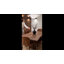 Modern Velvet/Suede Upholstered Bar Stools Diamond Quilted, Armless Counter Height Stools with Backrest, Sturdy Metal Legs with Footrest (Set of 2/4)-1642043362-1642043364
