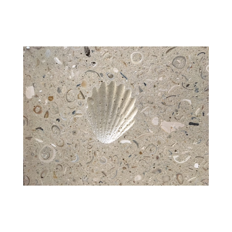 6" x 6" SeaStone Decoartive Accent Tile in White