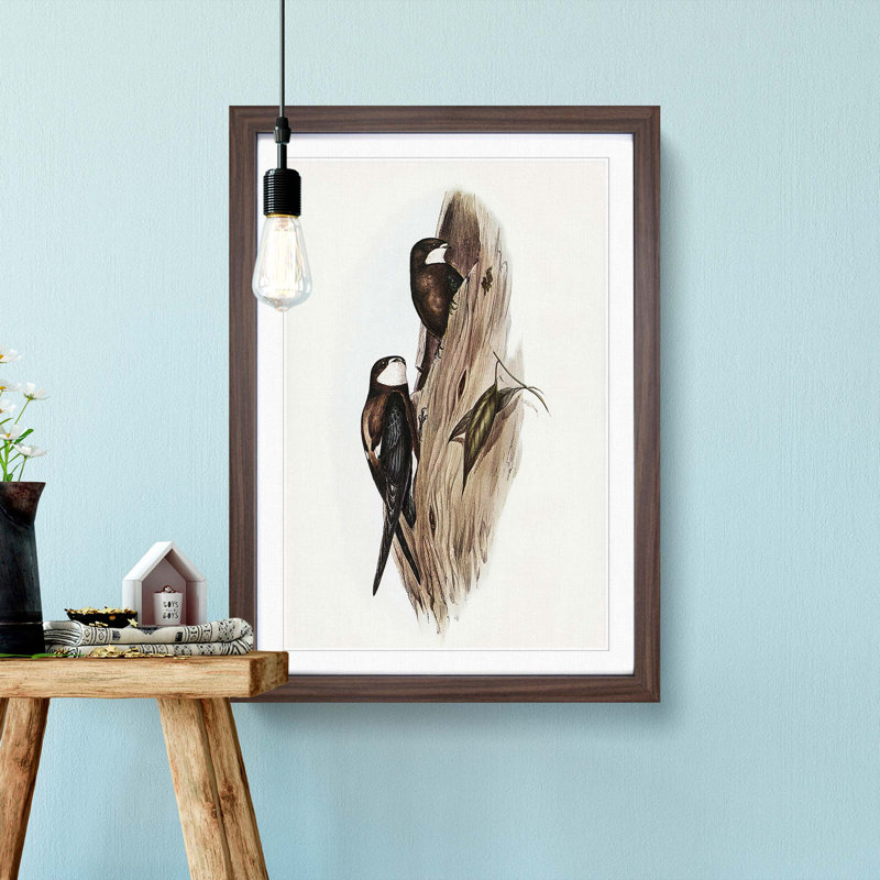 Australian Spine-Tailed Swallows by Elizabeth Gould - Framed Print, Walnut Framed, 33cm H x 24cm W x 2cm D