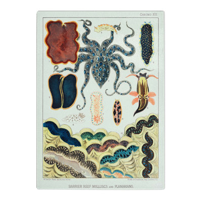 Tempered Glass Great Barrier Reef Molluscs and Planarians by W. Saville-Kent Chopping Board