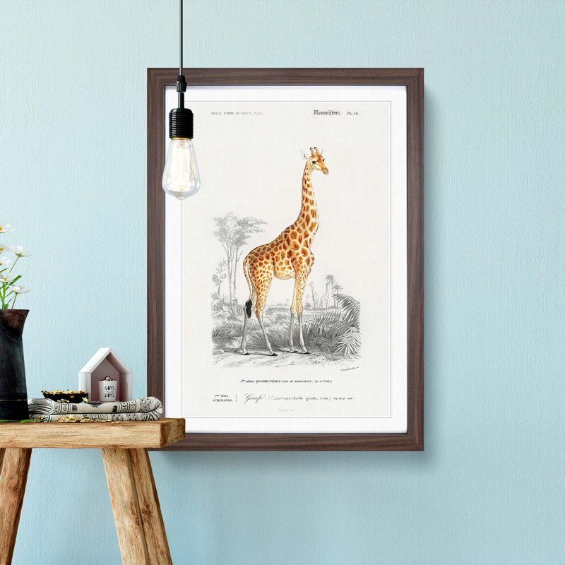 Giraffe by Charles D'Orbigny - Picture Frame Painting Print, 48cm H x 36cm W x 2cm D, Walnut Framed