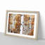 Birch Trees in Autumn - Framed Print-55466180-55466183