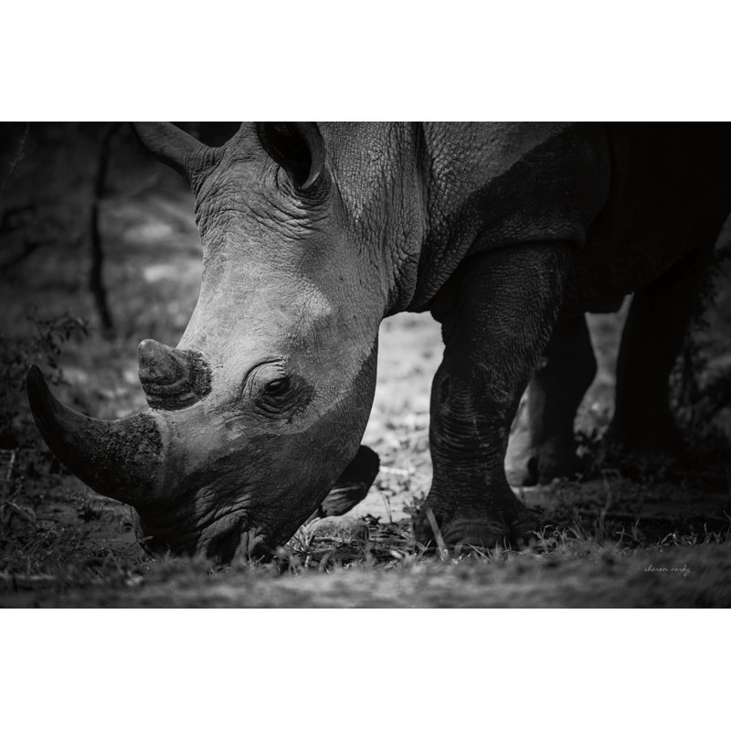Rhino by Sharon Vardy, 8" H x 12" W