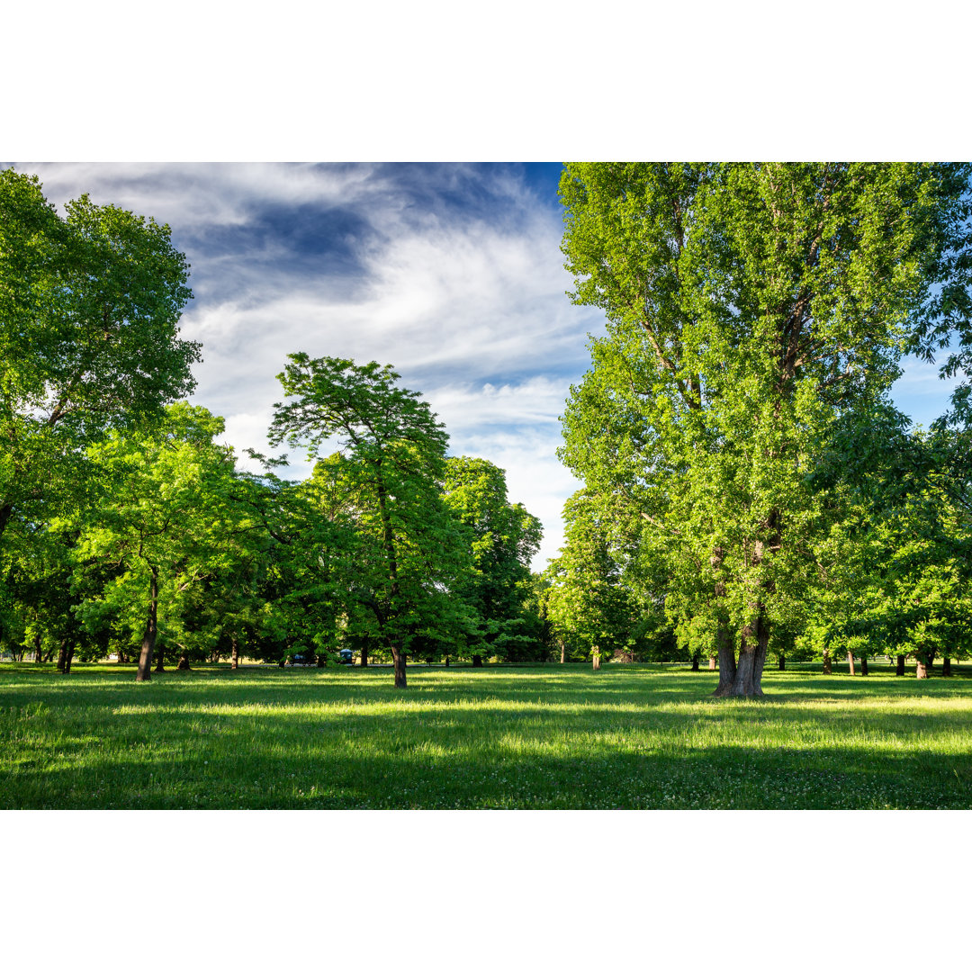 Leinwandbild Grüner Park mit Wiese und Bäumen in einer Stadt von Daliu