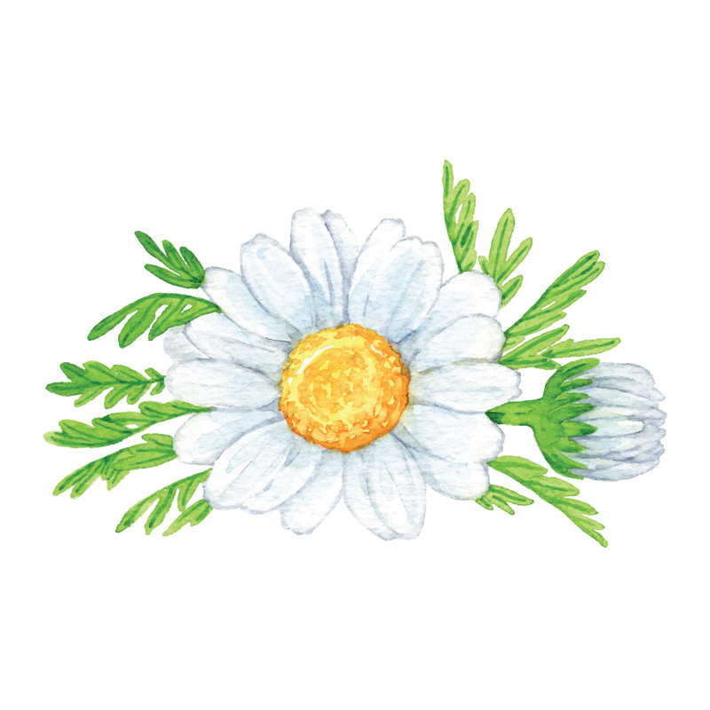 Watercolour Camomile Flowers by Saemilee - No Frame Print on Canvas, 76cm H x 76cm W