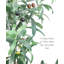 Olive artificielle en pot-748669064