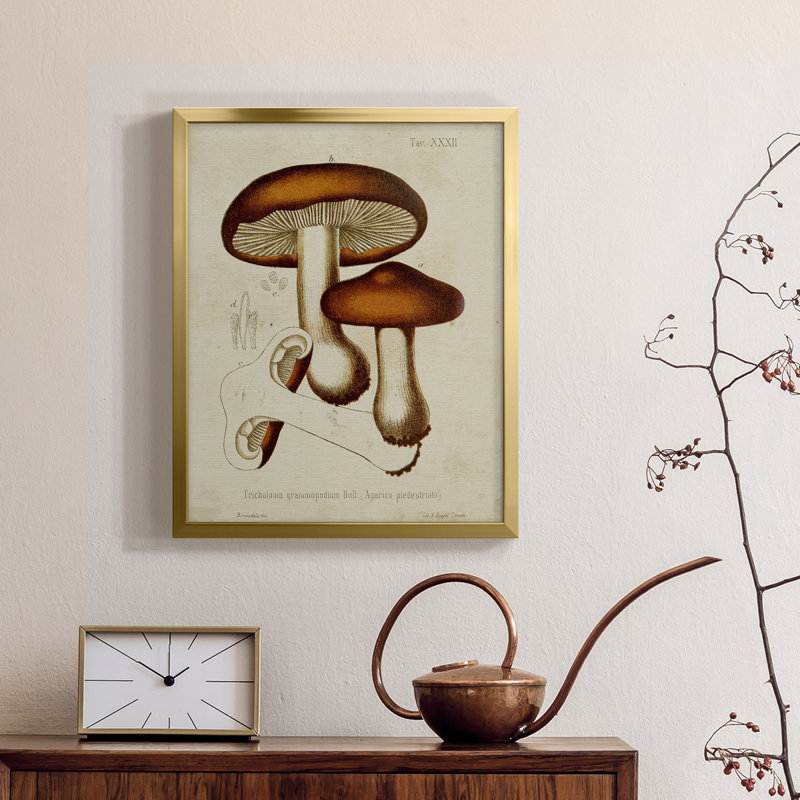Champignon Variétés VI - Toile encadrée de qualité supérieure - Prêt à être accroché