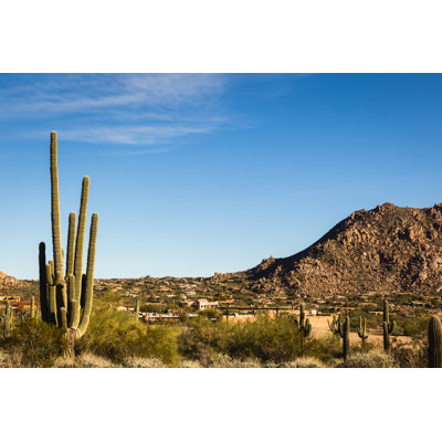 Saguaro Cactus In Scottsdale by Shanecotee - Wrapped Canvas Print