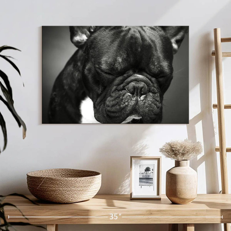 Bouledogue français mélancolique Brampt, H 24 po x l 36 po