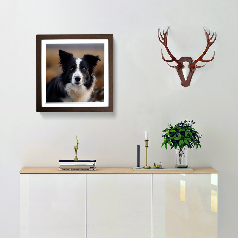 Border Collie Photograph - Framed Print, Walnut