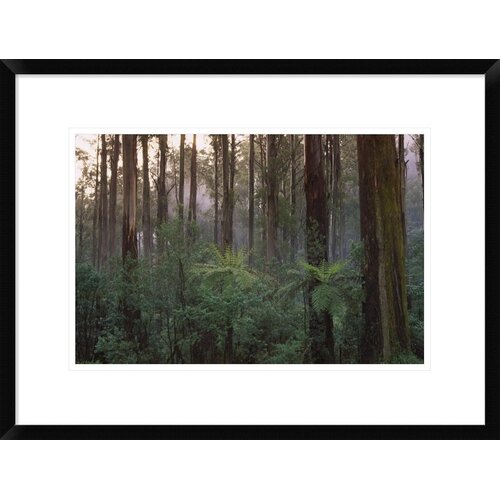 Global Gallery Mountain-Ash Forest Framed On Paper Print | Wayfair