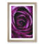 Striking Purple Rose Painting - Framed Print-56922515-56922517