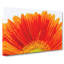 An Orange Gerbera Painting - Wrapped Canvas-56654467