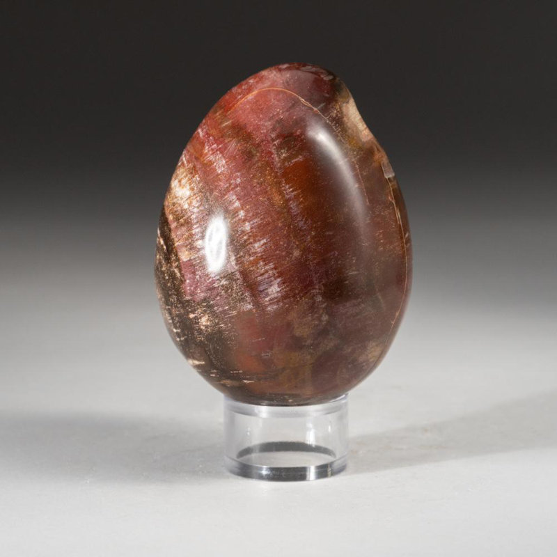 Œuf de bois pétrifié poli de Madagascar (1,3 lb)