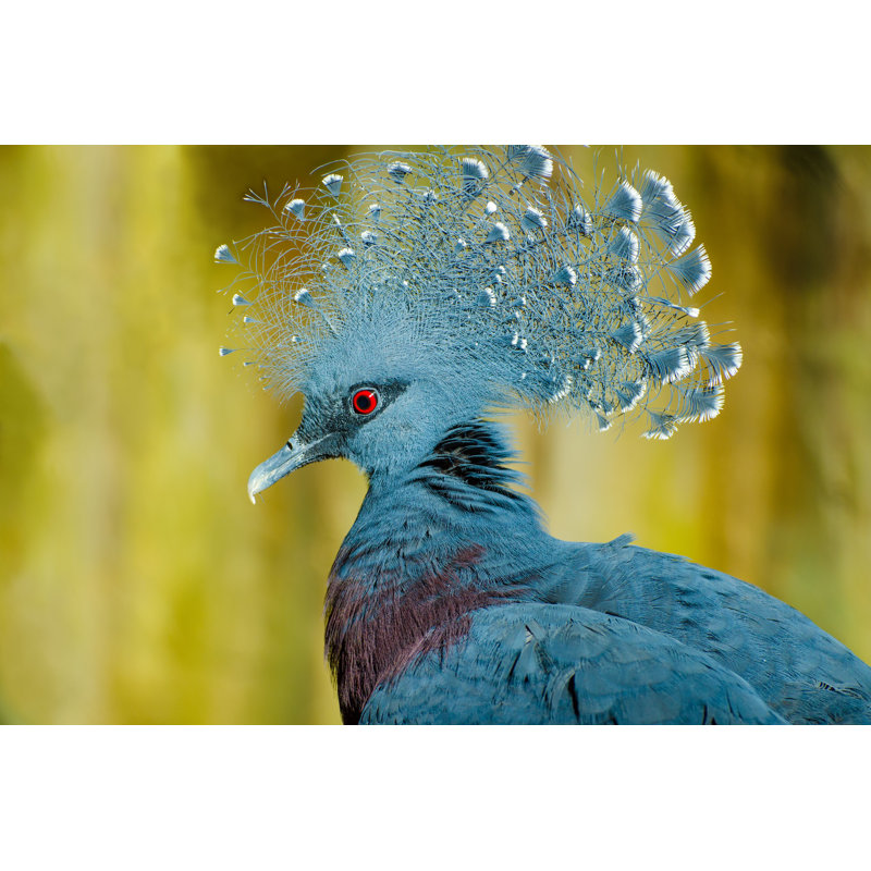 Victoria Crowned Pigeon - photographie sur toile tendue, L 48 po x H 32 po