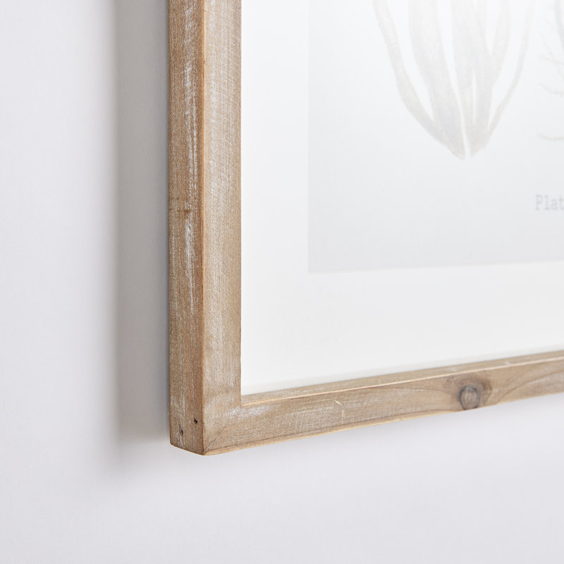 Verdant Coral Study Prints